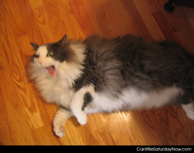 Cat yawn - this cat is showing you its yawn